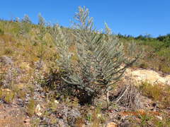 Aspalathus florifera