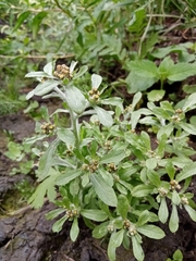 Gnaphalium rossicum