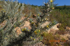 Aspalathus florifera