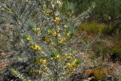 Aspalathus florifera