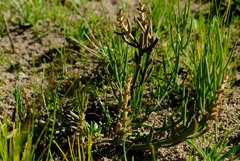 Thesium frisea