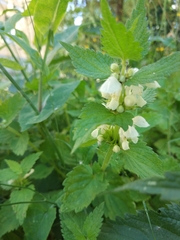 Lamium album