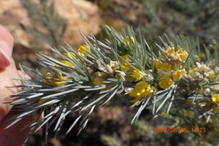 Aspalathus florifera