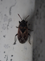 Trapezonotus arenarius