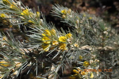 Aspalathus florifera