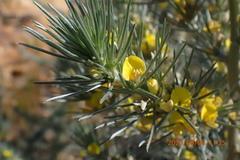 Aspalathus florifera