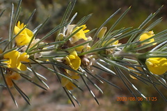 Aspalathus florifera