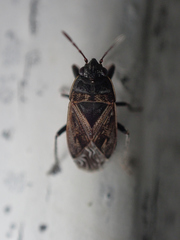 Trapezonotus arenarius