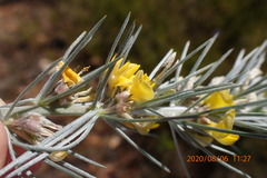 Aspalathus florifera
