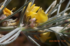 Aspalathus florifera