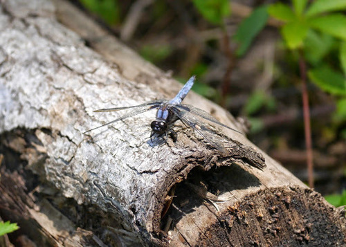 Blue Corporal photo 5