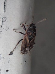 Trapezonotus arenarius