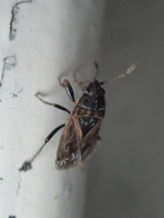 Trapezonotus arenarius