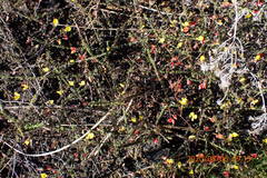 Aspalathus tenuissima