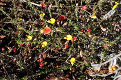 Aspalathus tenuissima