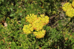 Eriogonum marifolium