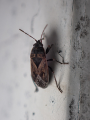 Trapezonotus arenarius