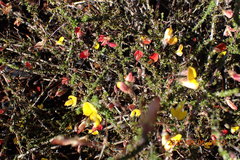 Aspalathus tenuissima