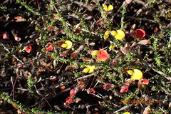 Aspalathus tenuissima