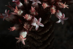 Crassula alpestris
