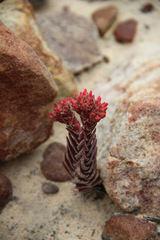 Crassula alpestris