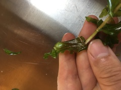 Potamogeton richardsonii