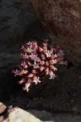 Crassula alpestris