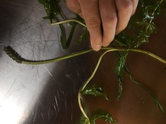 Potamogeton richardsonii