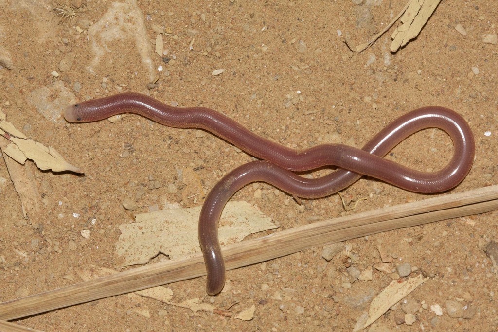 Northern Blind Snake