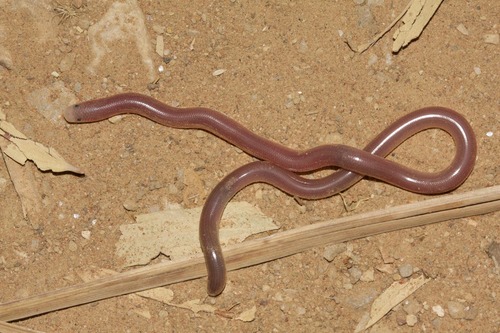 Northern Blind Snake
