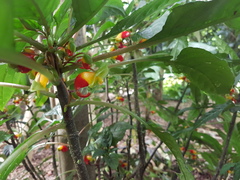 Impatiens niamniamensis