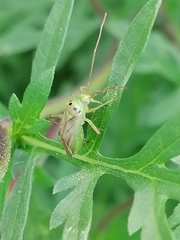 Adelphocoris quadripunctatus