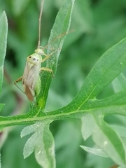 Adelphocoris quadripunctatus