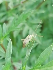 Adelphocoris quadripunctatus