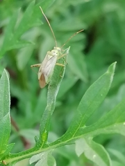 Adelphocoris quadripunctatus