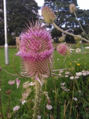 Dipsacus fullonum