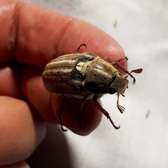 Anoxia australis