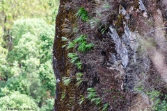 Pitcairnia robert-downsii