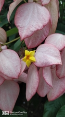 Mussaenda philippica