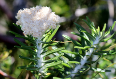 Ozothamnus reticulatus