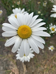 Leucanthemum vulgare