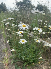 Leucanthemum vulgare