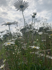 Leucanthemum vulgare