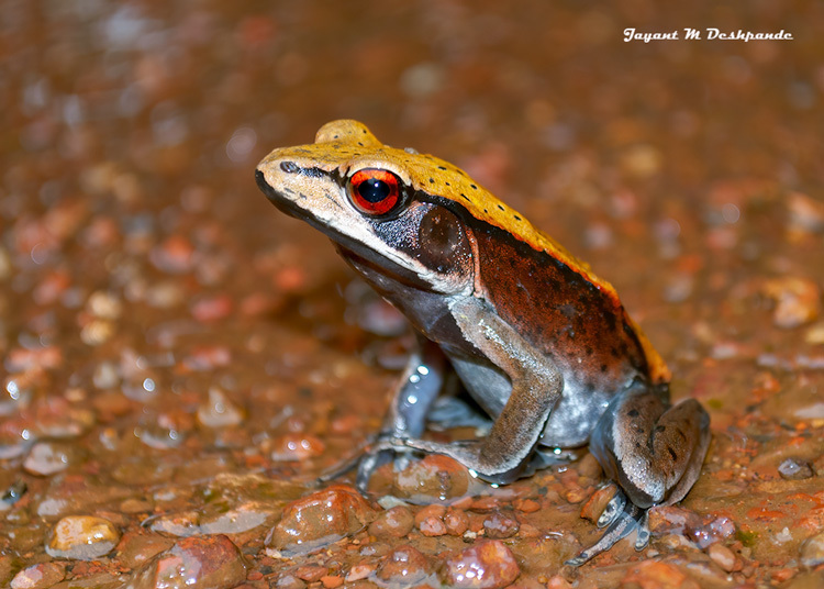 Bicoloured Frog
