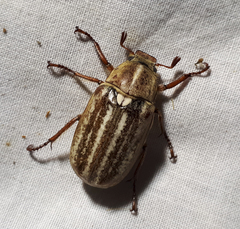 Anoxia australis