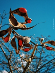 Erythrina velutina