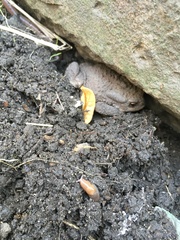 Bufo bufo