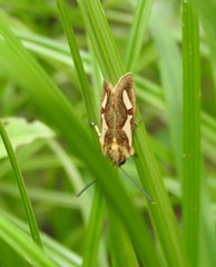 Aegocera venulia