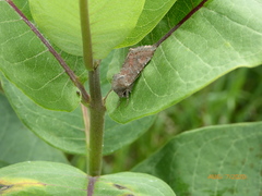 Lacinipolia meditata