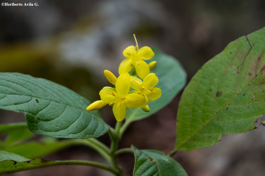 Deppea guerrerensis